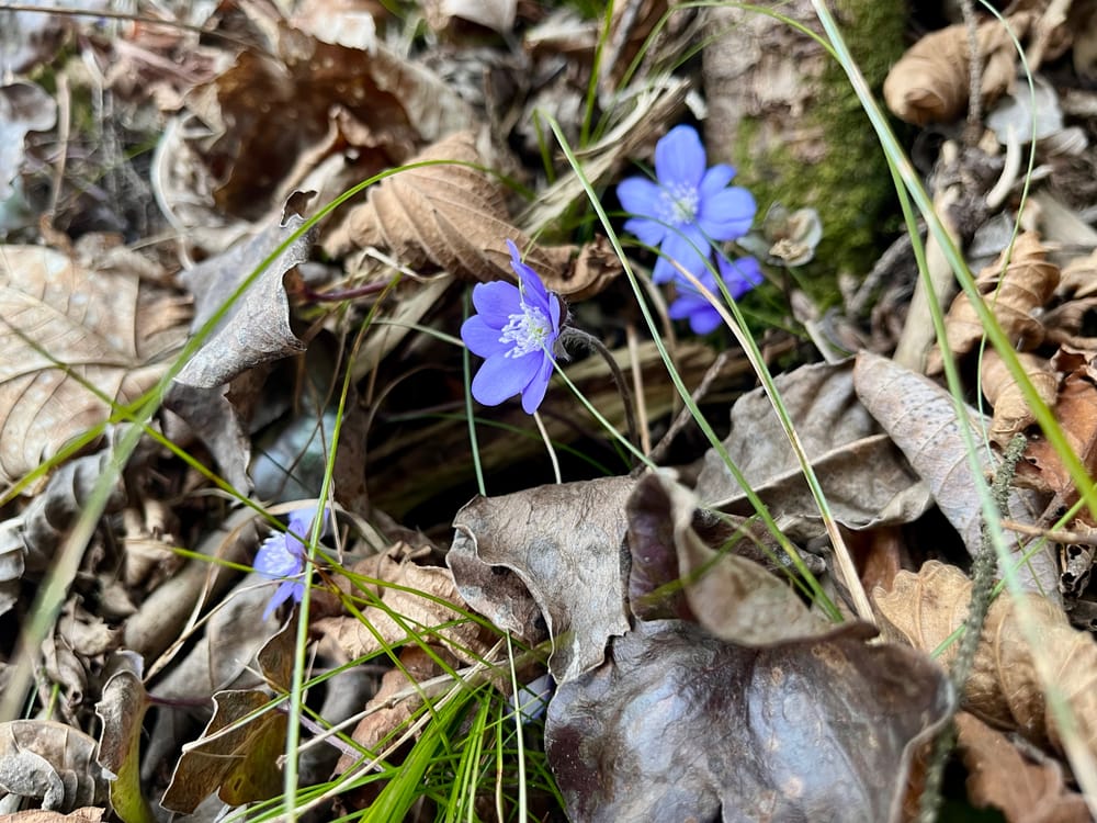 Wider die Seinsleere oder die Freiheit als Freundlichkeit Beitragsbild