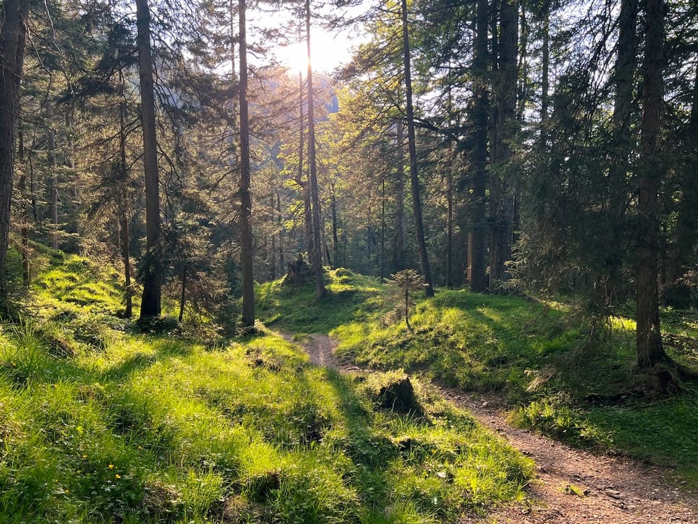 Mäandernder Waldpfad in der Abendsonne