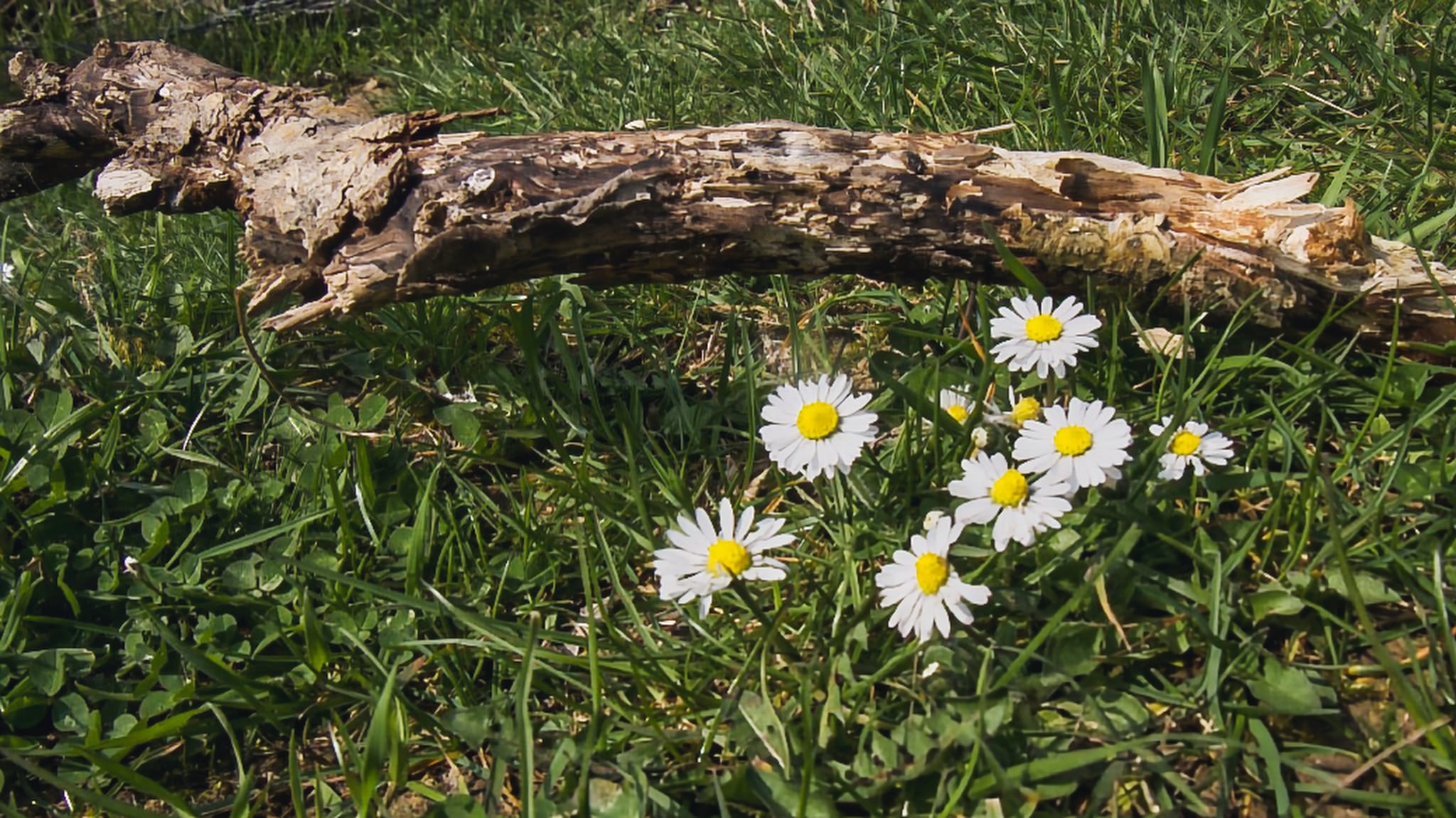 Die Ökonomie des Fußgängers