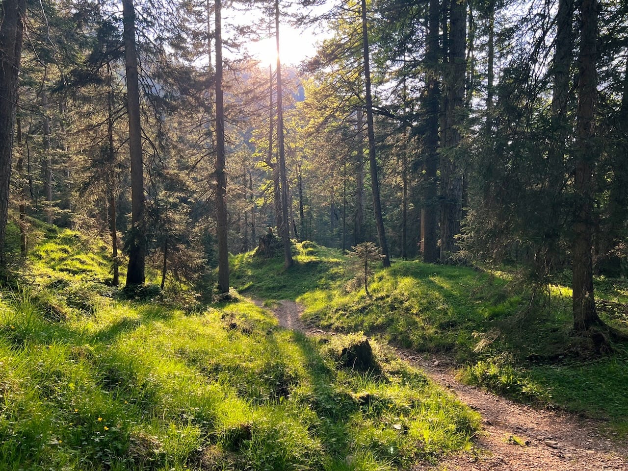Mäandernder Waldpfad in der Abendsonne